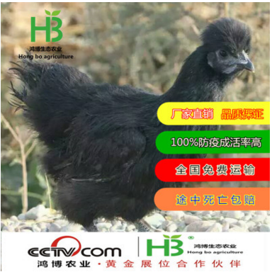 黑鳳雞苗銷售