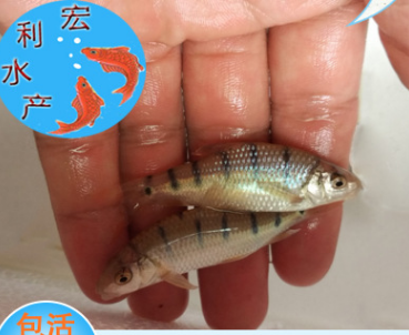 【低價批發】淡水石斑魚苗 石斑魚苗批發 零售 淡水魚廣州基地直