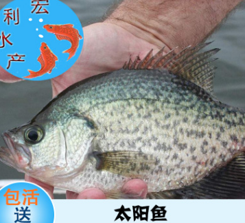 【最新促銷】太陽魚苗 淡水魚苗養殖 廣東太陽魚苗 大量貨源