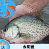 【最新促銷】太陽魚苗 淡水魚苗養殖 廣東太陽魚苗 大量貨源