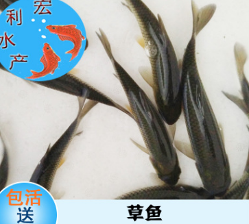 大量出售草魚苗 長江1號草魚苗批發 5-13厘米草魚苗基地直銷