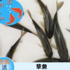 大量出售草魚苗 長江1號草魚苗批發 5-13厘米草魚苗基地直銷