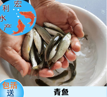 低價批發供應青魚苗 淡水青魚苗 四大家魚苗 廣東廣州 人工養殖