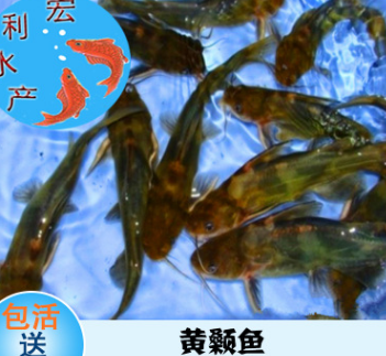 【廣東供應】超雄黃顙魚苗 黃骨魚苗 鯰形目黃辣丁魚苗批發銷售