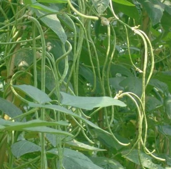 新鮮豇豆 豇豆豆角 大量批發自家種植