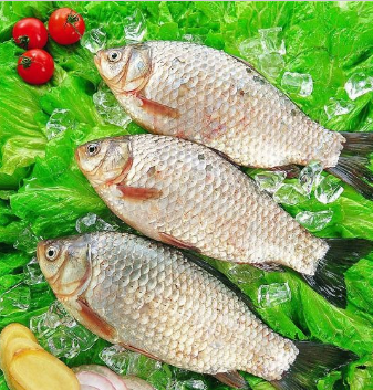 優質鮮活水產——鯽魚