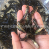 大量黃骨魚苗批發 黃桑魚苗活體供應 淡水魚苗批發