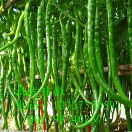 青椒 大椒甜椒菜椒 新鮮蔬菜有機綠色產品 產地直銷