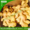 廠家批發(fā) 生姜 新鮮農(nóng)家生姜 食品級鮮姜