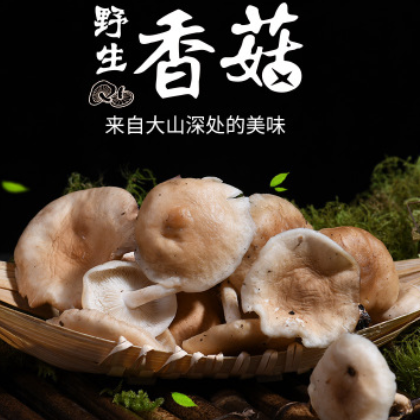 精選野生環(huán)境香菇原產(chǎn)地直批食用菌香菇云南特產(chǎn)香菇菌大量批發(fā)