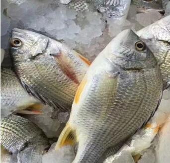 東山島海釣野生飽滿黃翅魚批發(fā) 供應(yīng)酒店超市 冷凍黃翅魚海鮮