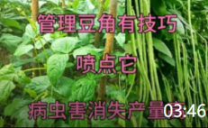 03:46 管理中期豆角苗，給它噴一噴，病蟲(chóng)害消失產(chǎn)量高